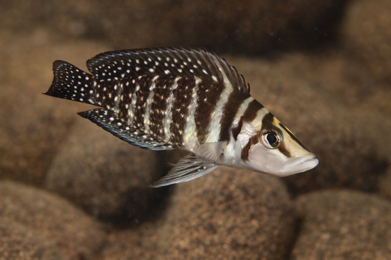 Altolamprologus calvus 'Cape Nangu' (Black)